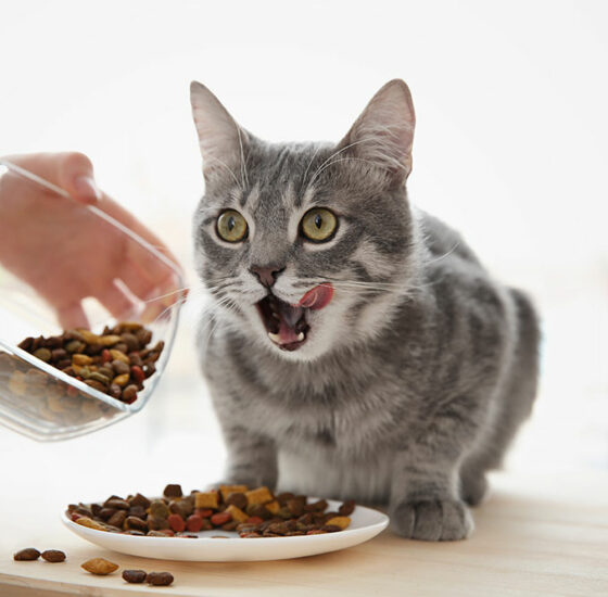 3 best wet and dry cat foods