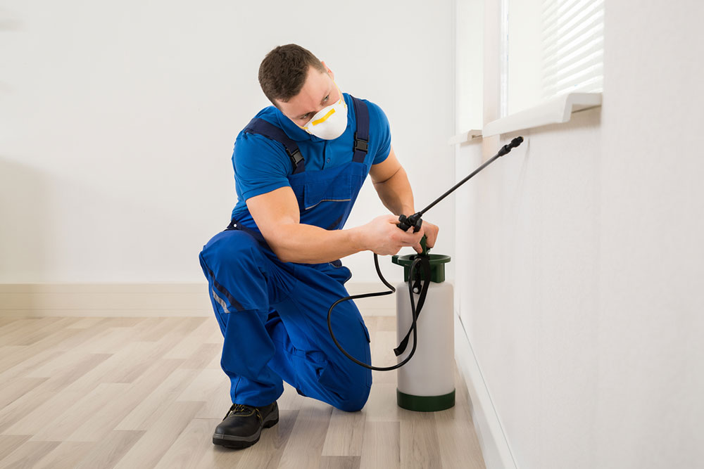 7 common home pest control mistakes