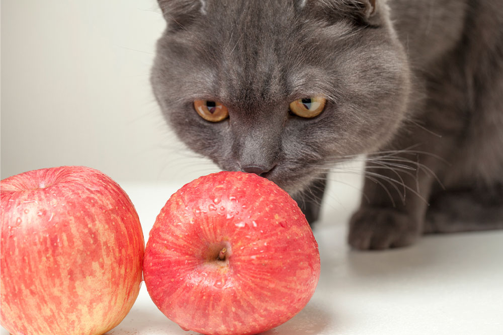 7 human foods that cats can safely eat