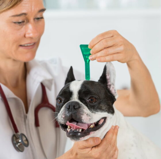 5 tips for managing flea and tick infestations in dogs